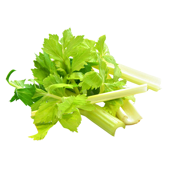 a boost in energy as benefit of the best probiotic supplement