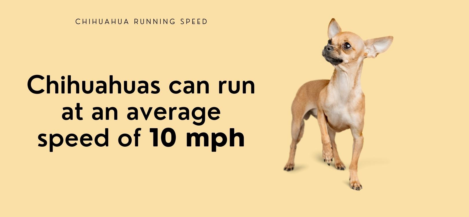 chihuahua run speed