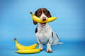 Old Danish Pointer dog holding a banana in his mouth with a blue background
