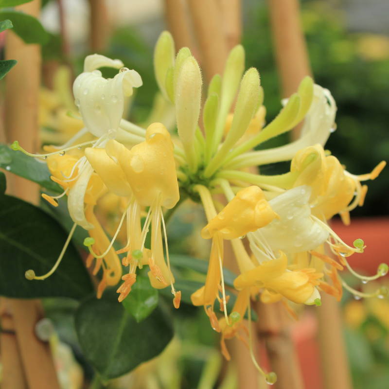 Close up image of bright yellow honeysuckle flower
