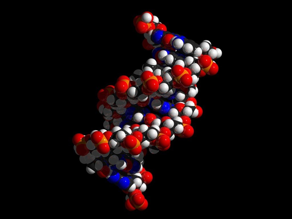 How does Methylated Folate Work in your Body?