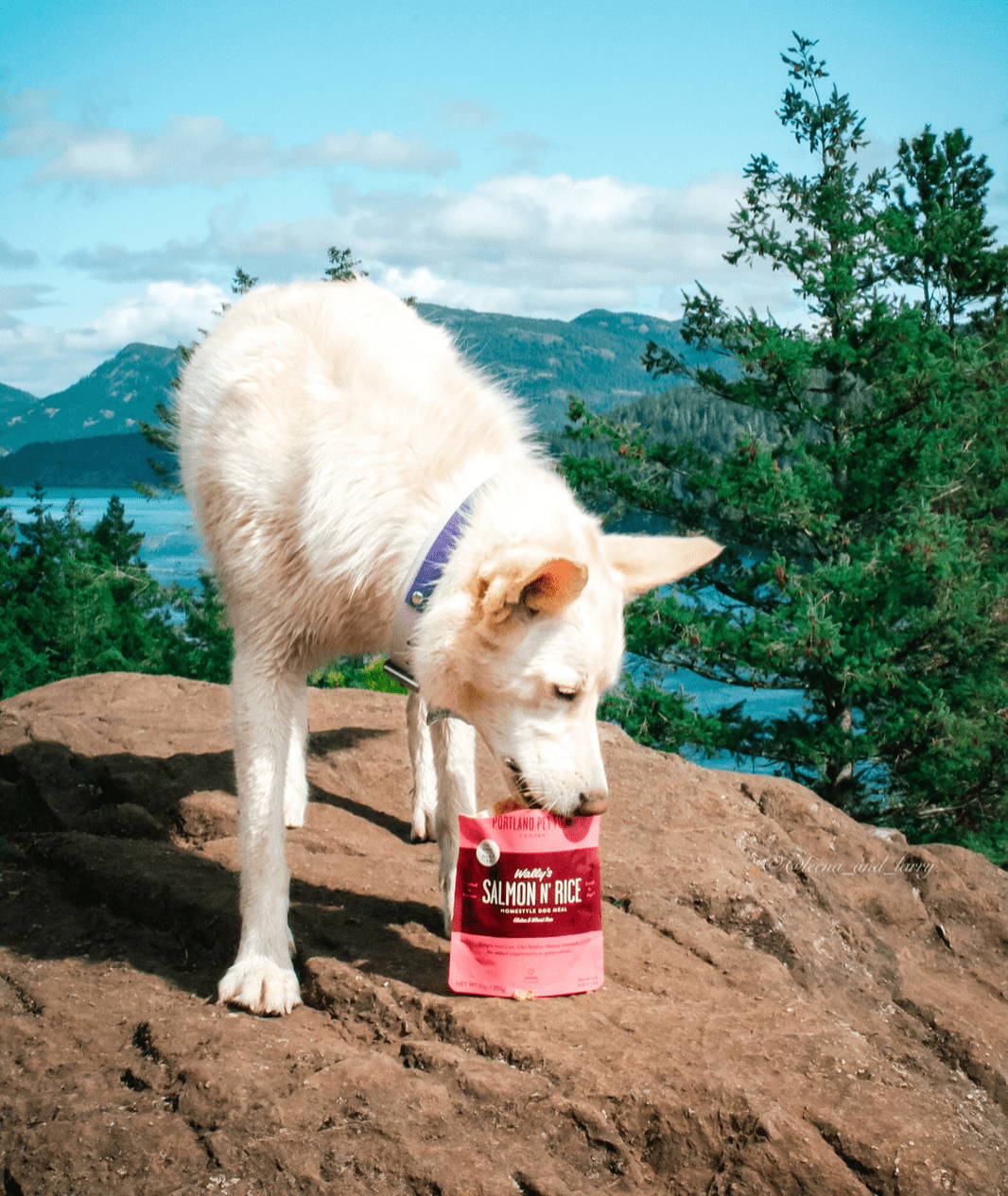 A dog hiking enjoying a healthy, nutrient rich, dog food pouch from Portland Pet Food Company.
