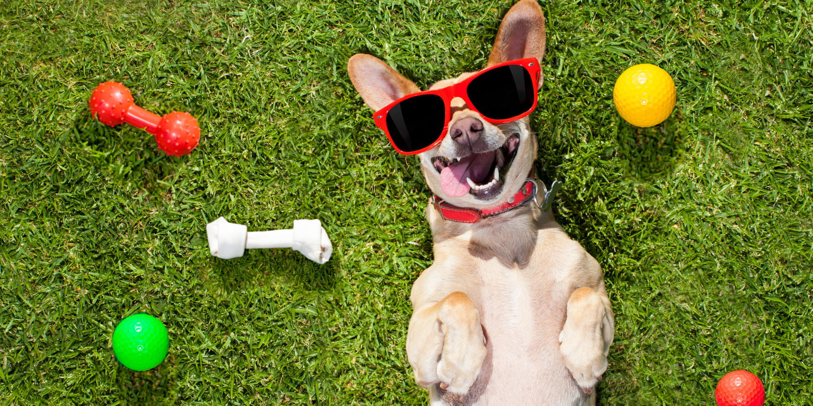 Puppies + Pints: Dog-friendly BYOB Happy Hour promotional image
