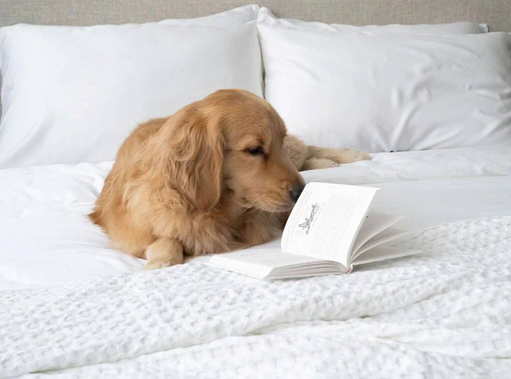 Dog on top of a bed with Weavve's Signature TENCEL™ Deluxe Set in Cloud White (1)