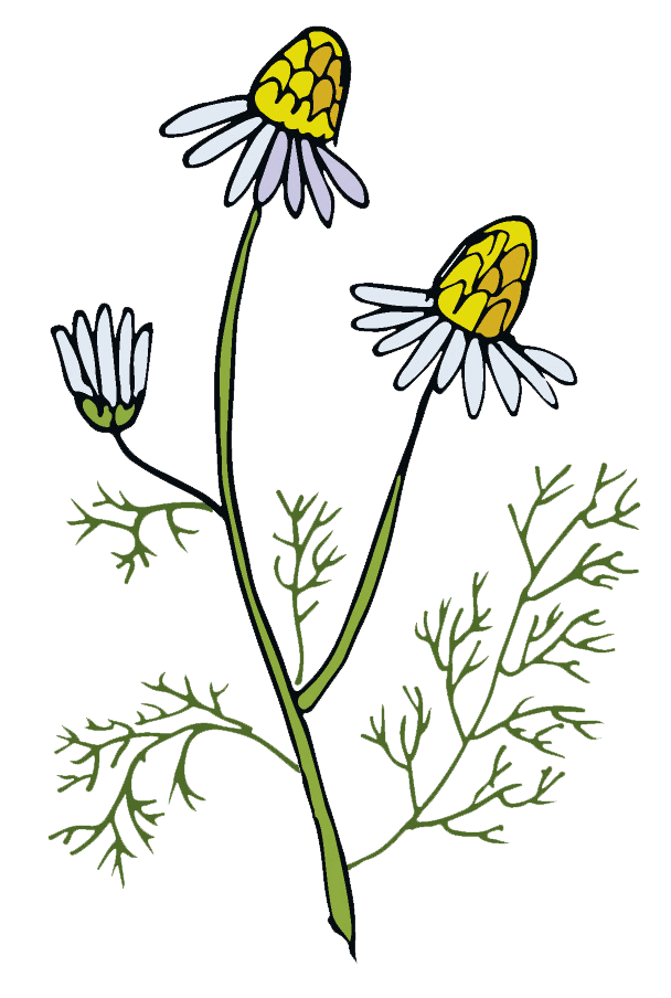Deep relax xena nutrition ingredient chamomile and valerian
