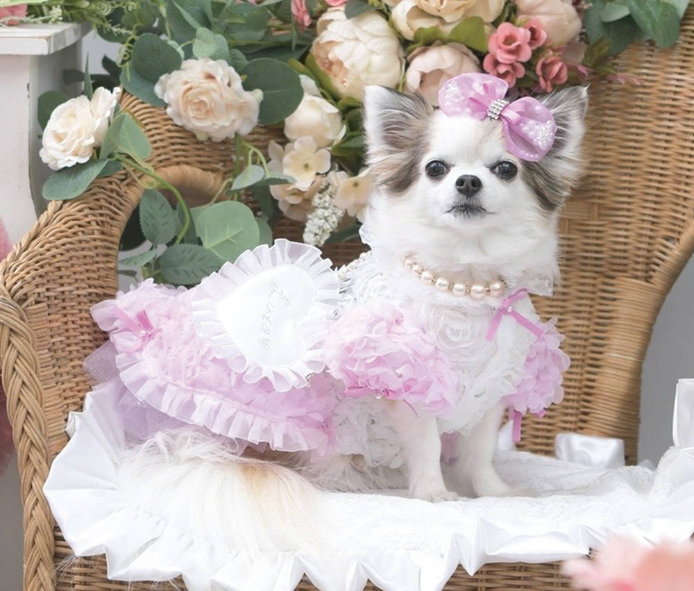 【30％OFF】 Luxebirdie（リュクスバーディ）|小型犬とのリュクスな生活を 犬服・アクセサリー