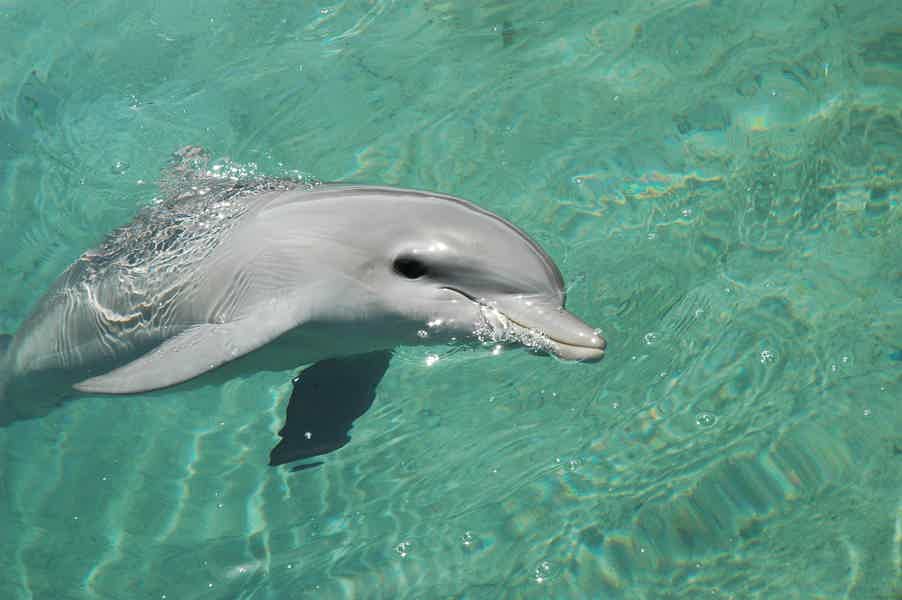 Play with Dolphins in Dubai's Atlantis Waterpark - photo 1