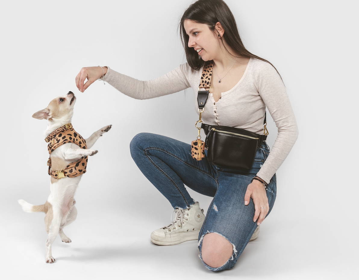 are chihuahuas rodents
