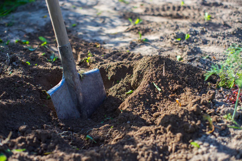 A garden spade sticking out of the ground in a long garden bed