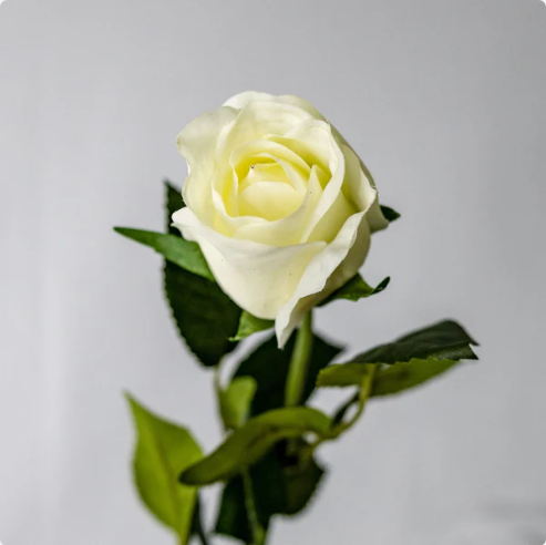 Bridal White Real Touch Open Bud Rose - Realistic Artificial Flowers