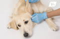 Labrador dog having his ears checked by a veterinarian