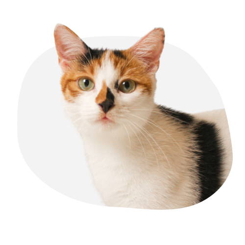 Categoría Gatos