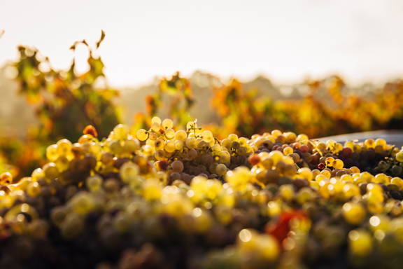 White grapes showing how orange wine uses the white grape and skin contact to produce orange wine. 