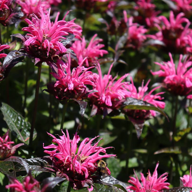 Close-up of bright pink bee balm flowers with a bee foraging on one