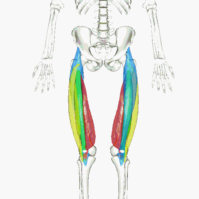Quadriceps Quadriceps
