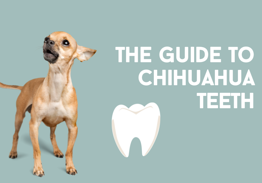 how many teeth do chihuahuas have