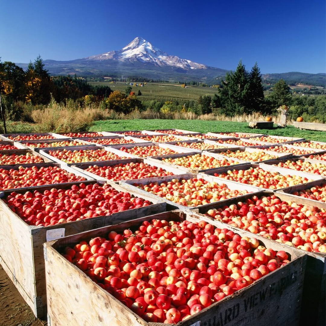 Large bins of apples on the Draper Girl's Farm.