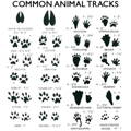 common-poultry-predator-animal-tracks-identification-chart