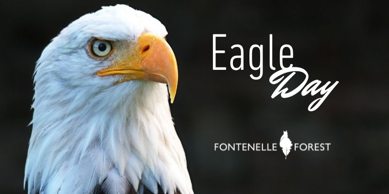 Eagle Day at Fontenelle Forest promotional image