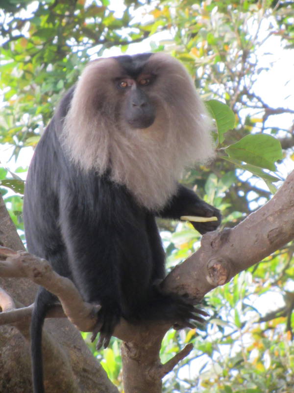 Lion Tailed Macaque Western Ghats India