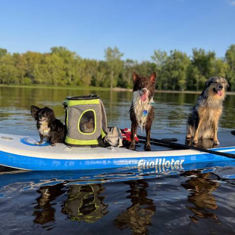 3 dogs with cat inflatable paddleboarding in British Columbia lake