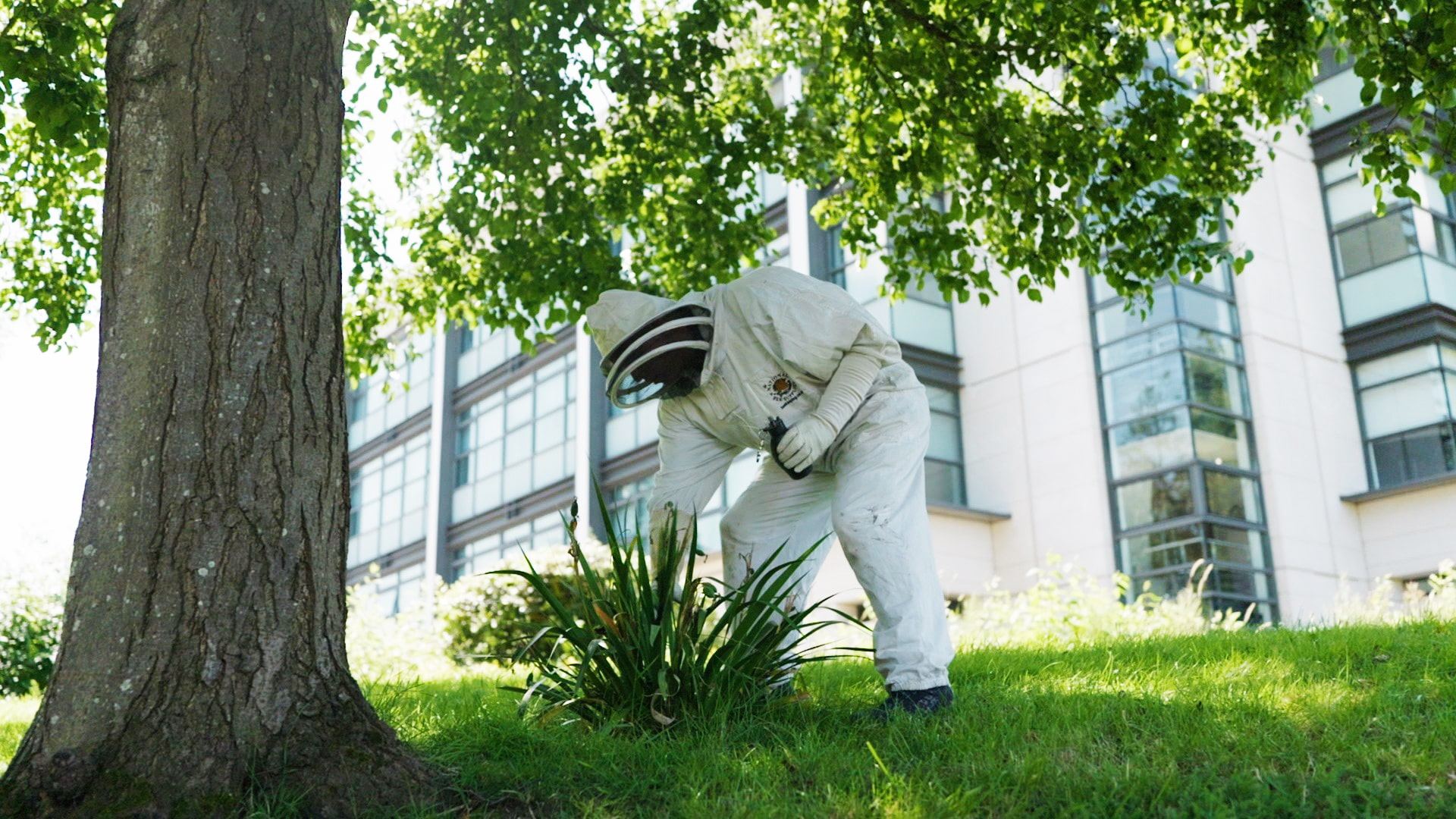 A person in a full beekeeping suit tends to plants under a tree on a grassy area near a modern building with large windows.