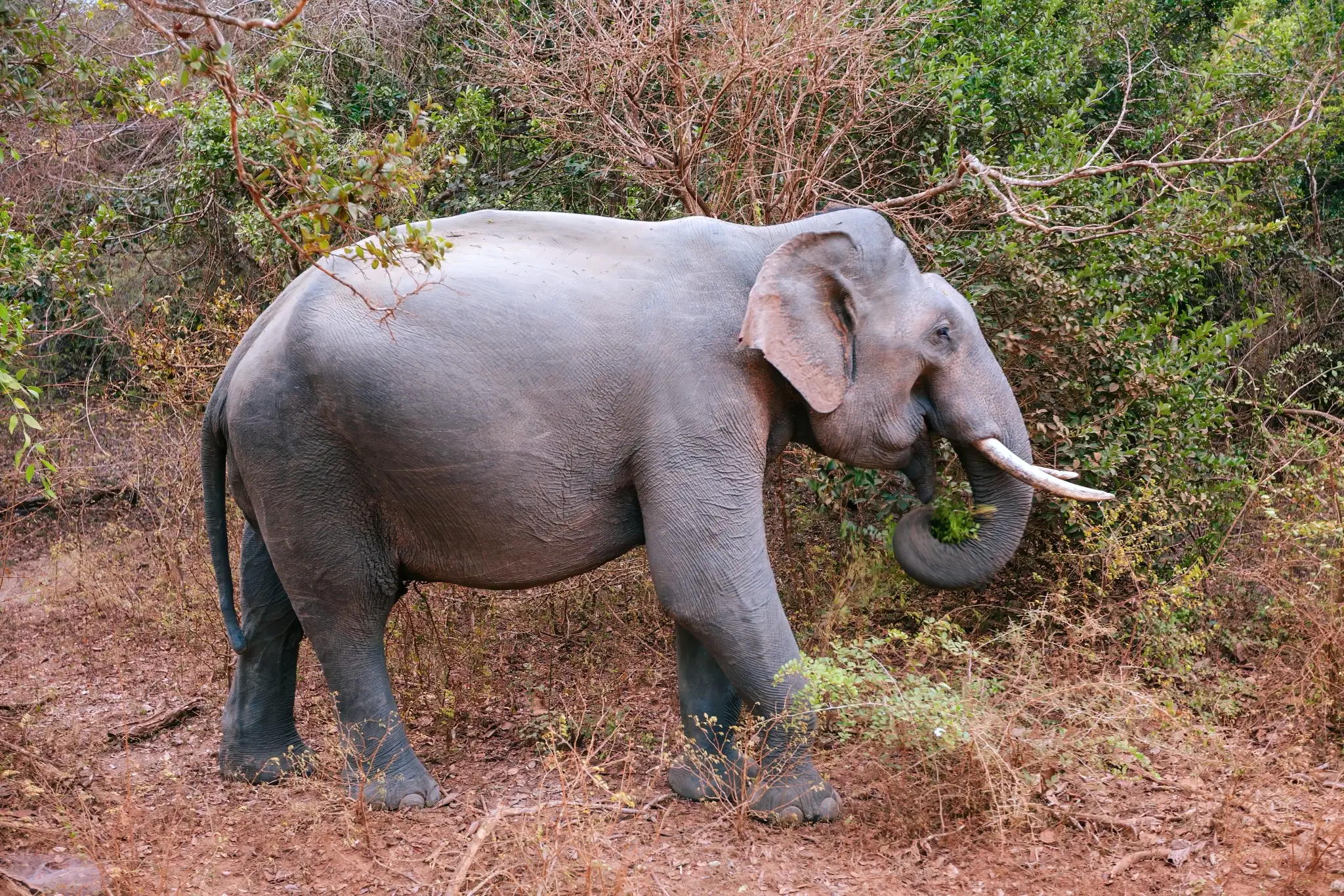 Yala National Park, Sri Lanka | Aksgar.me