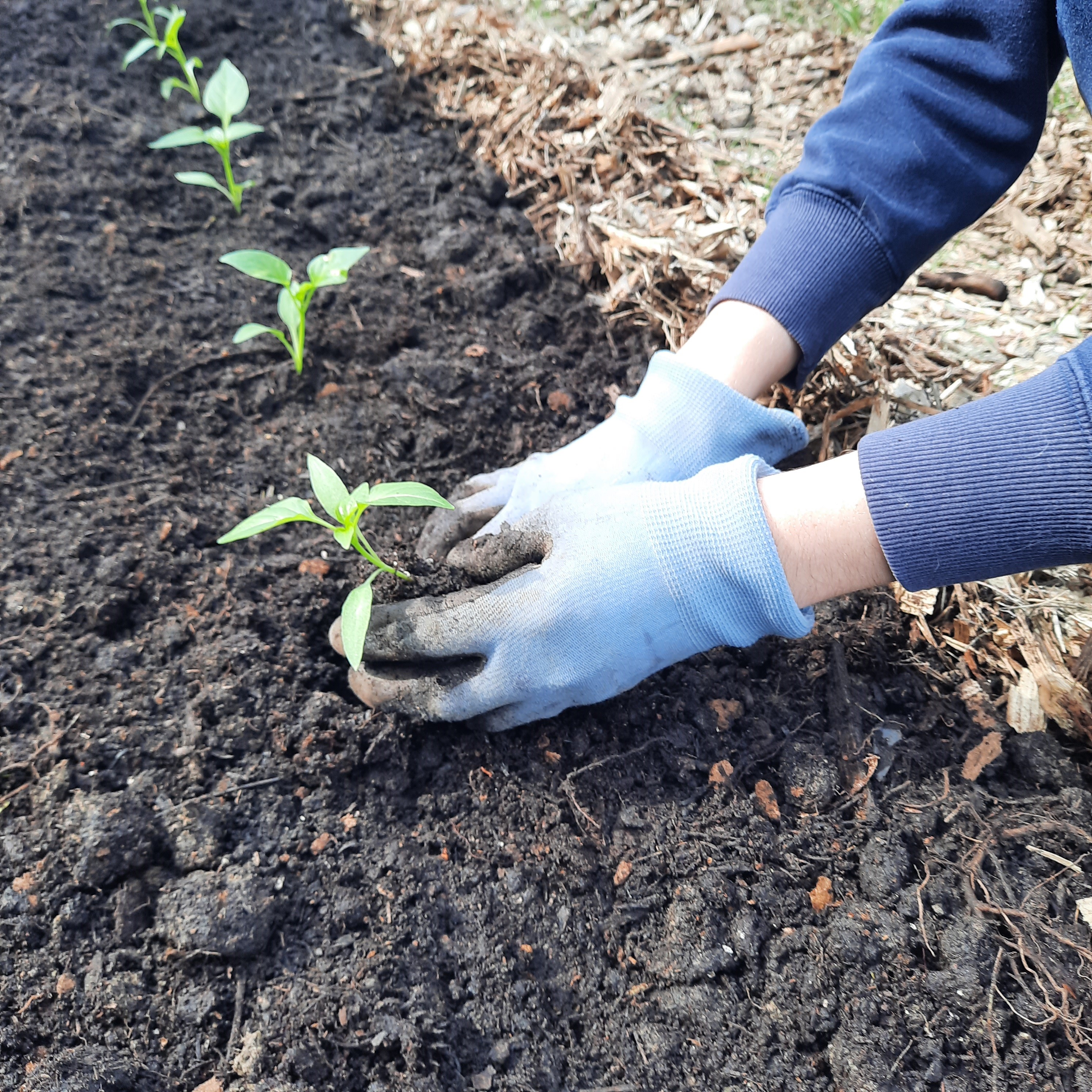 A gardener&rsquo;s gloved hands planting pepper plants