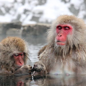 Jigokudani Yaen-Koen Monkey Park