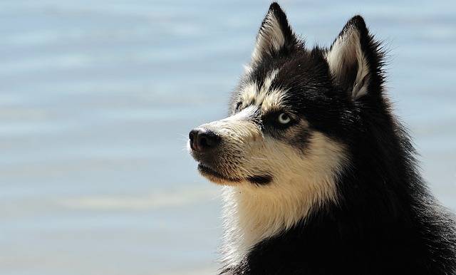 chihuahua and husky mix