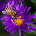 honeybees-prefer-purple-yellow-flowers