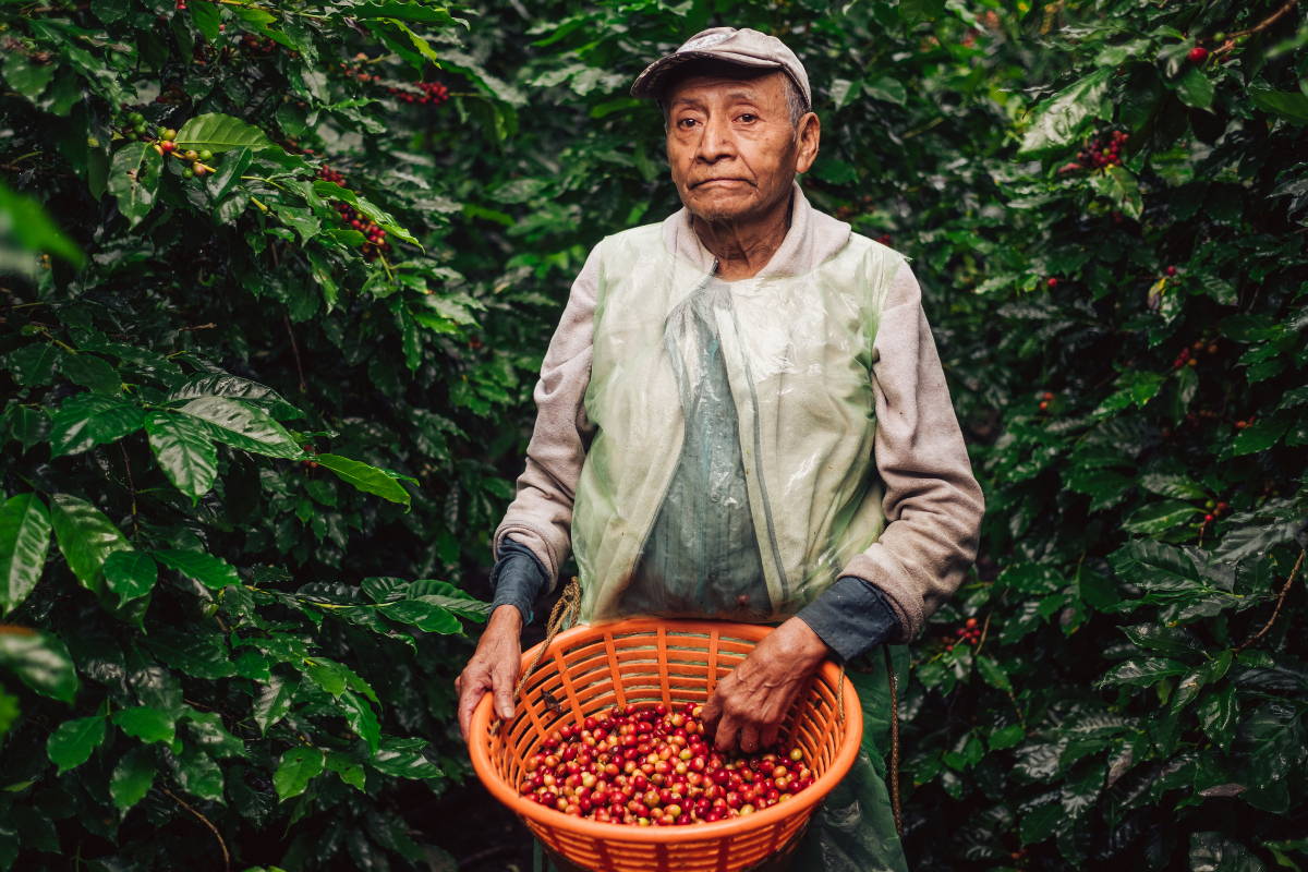 Coffee Farmer holding freshly picked coffee cherries