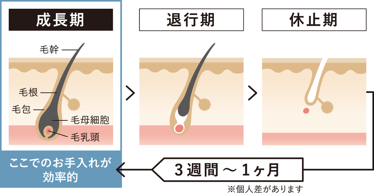 成長期