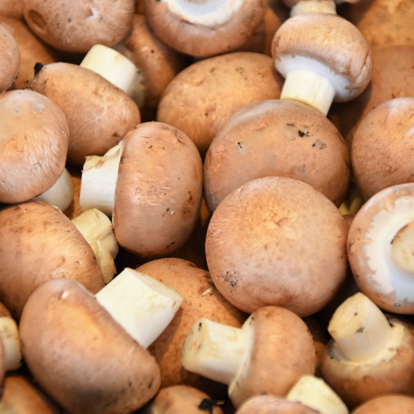 champignon-de-paris-brun