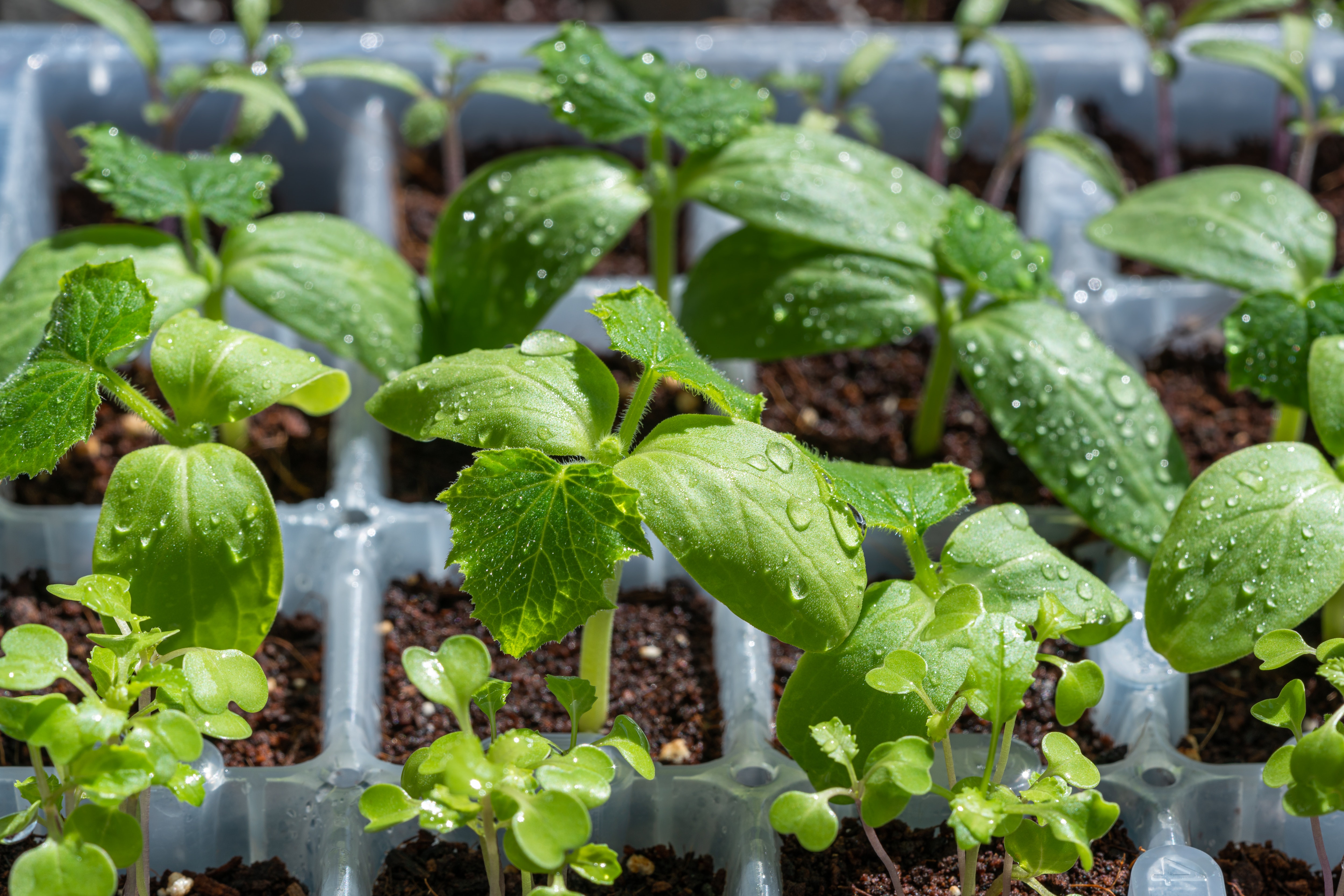 Young seedlings in a tray with water on the leaves