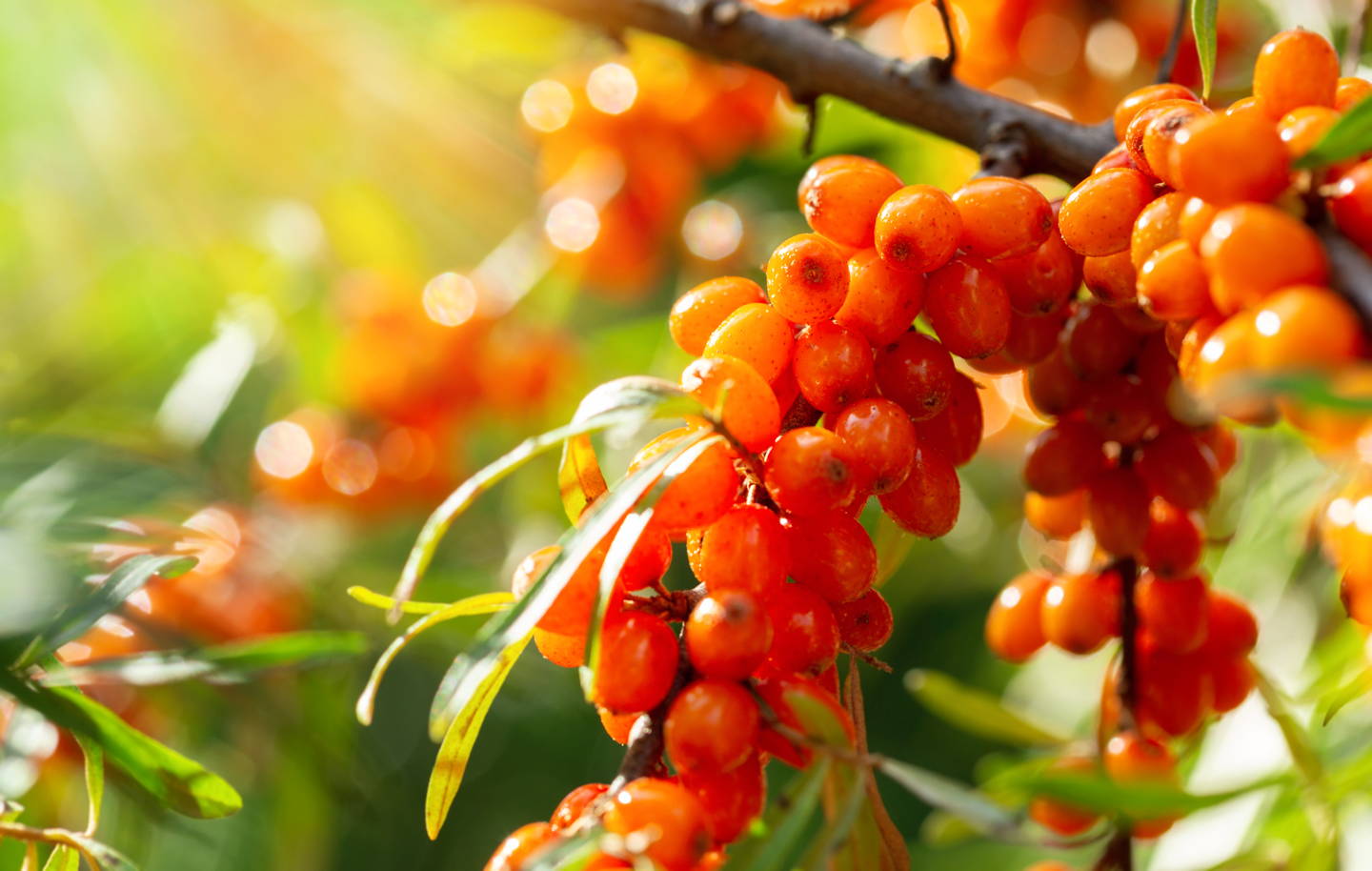 Sea Buckthorn Oil