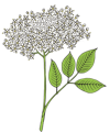 fleur de sureau