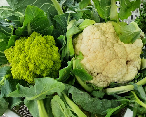 Food & Wine Tours Mirabella Eclano: Market, Cook and Dine and Aperitivo in the green irpinia 