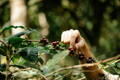 Arabica koffiebonen plant