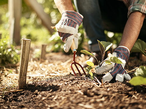 Cómo preparar su jardín para la primavera