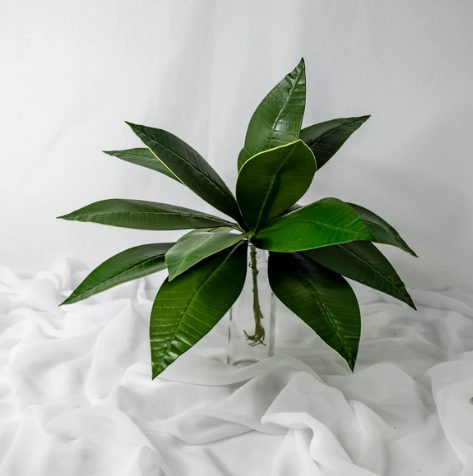 Pointed Frangipani Leaf (12 Pack) - Realistic Artificial Flowers and Greenery