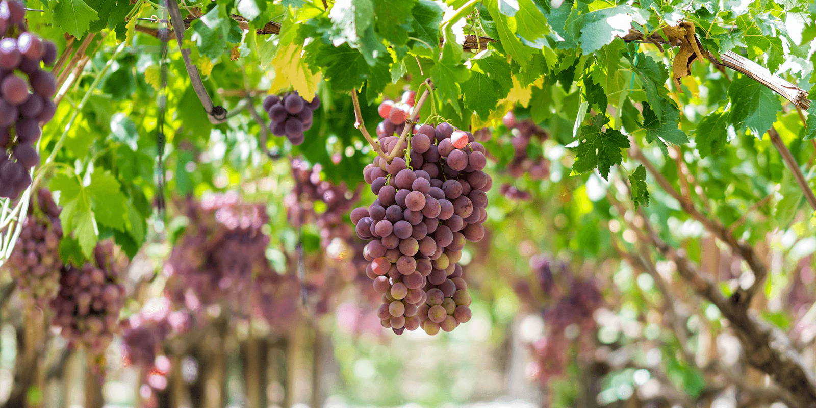 Grape vines with red grapes.
