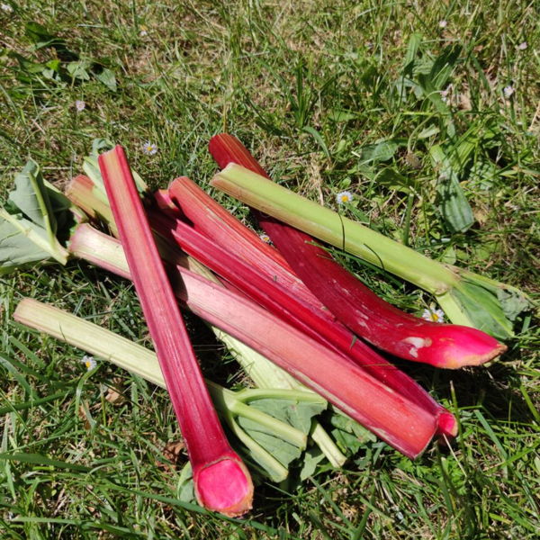rhubarbe-bio