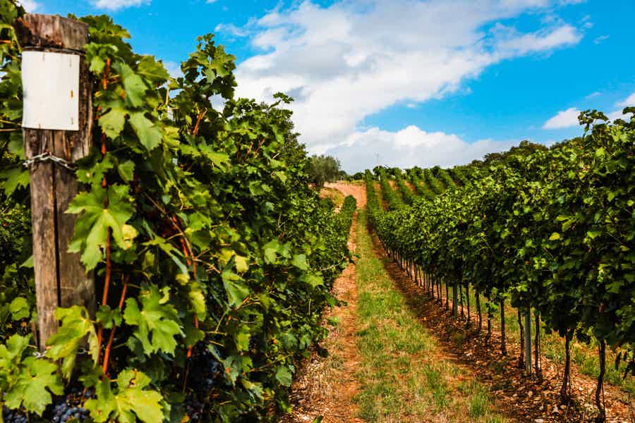Amarone Wine Tour & Tasting from Venice - photo 6