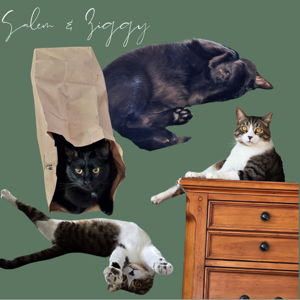 Pet Sitter for Our Honeymoon