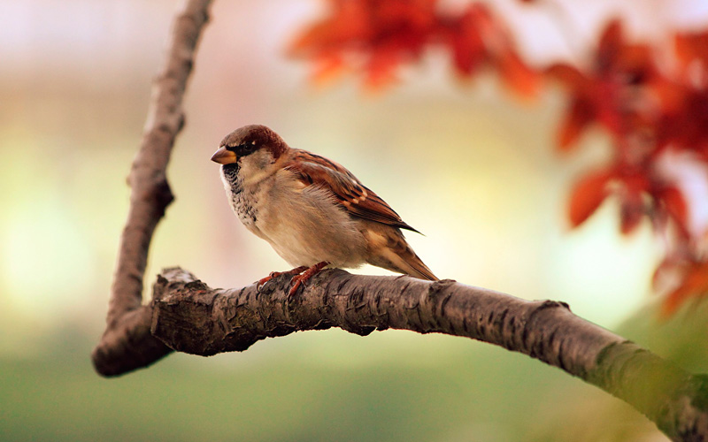 sparrow-9950.jpg