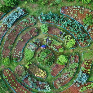 The Garden