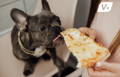 French Bulldog trying to eat a piece of pizza
