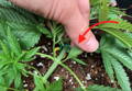 Cannabis branch with two leaves and two shoots, where one shoot is smaller than the other and has an arrow pointing to it