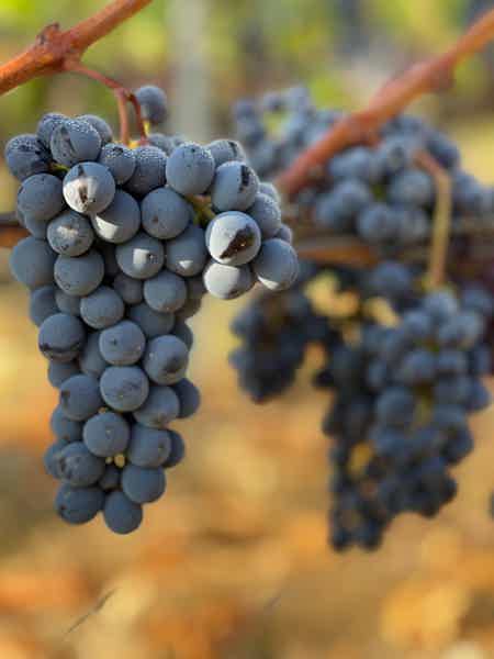 Delightfull and Refreshing Chianti Wine and Food Journey - photo 3